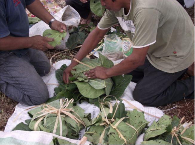 Los hombres cocinan tortillas en hornos subterráneos