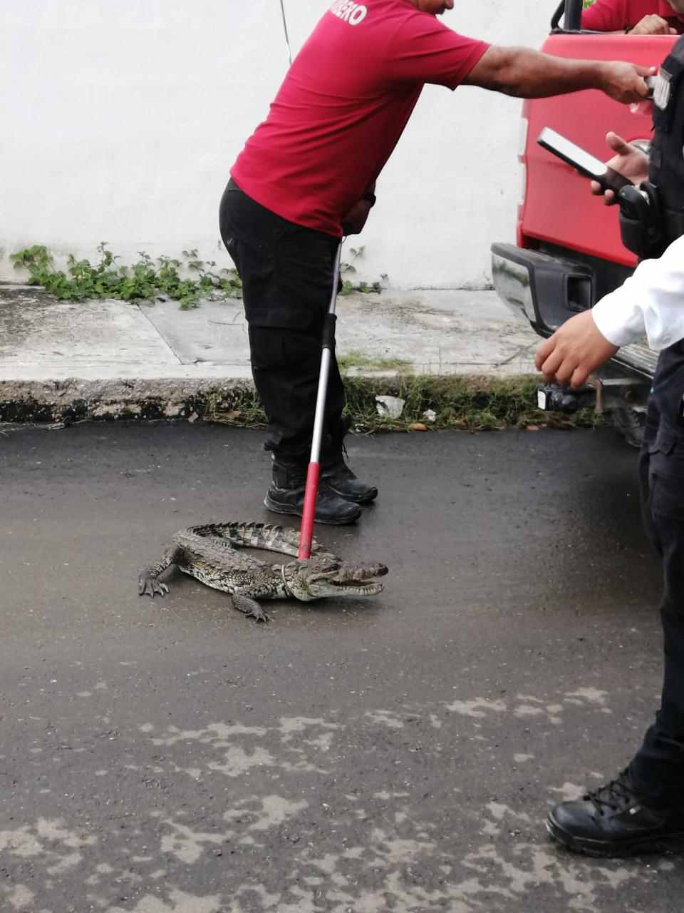 Capturan a cocodrilo que deambulaba por las calles de Solidaridad Urbana, en Campeche 