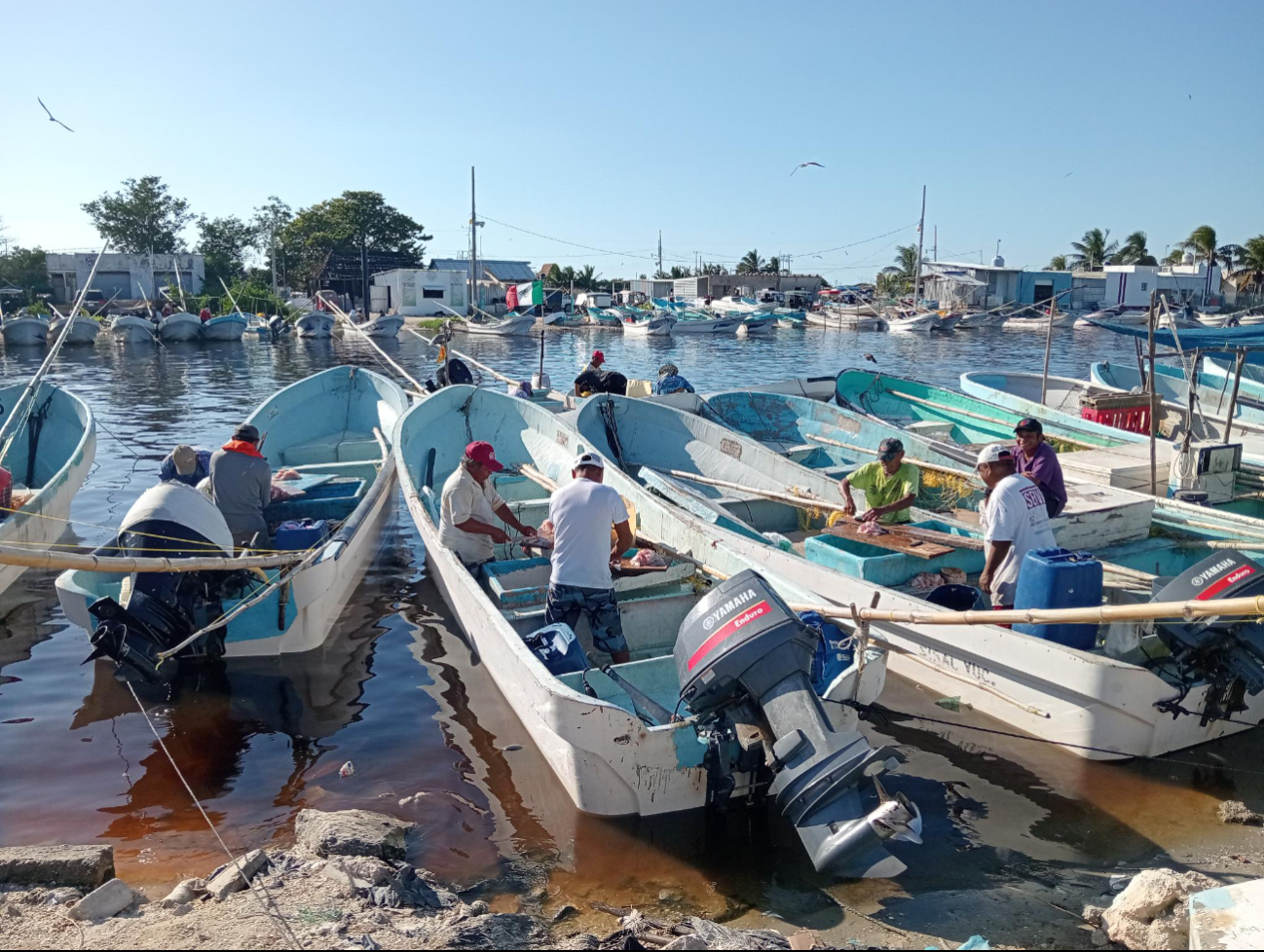 Pescadores de Sisal celebran la extensión de la temporada de pulpo