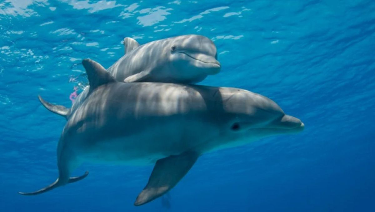 Científicos han detectado fentanilo y otras drogas en docenas de delfines del Golfo de México