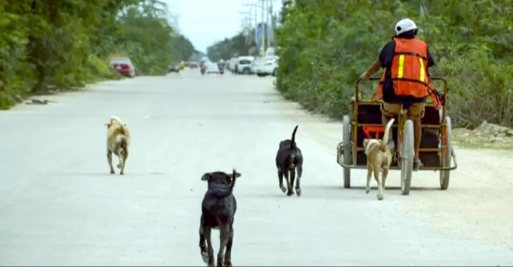 Las multas por cometer maltrato animal pueden ir desde los dos mil hasta arriba de los 10 mil pesos