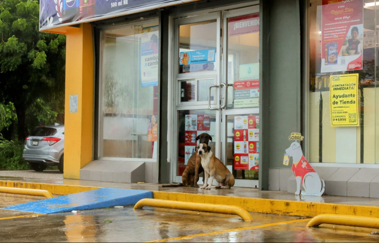 Los más de 30 mil animales callejeros en Chetumal presentan un problema para la ciudad.