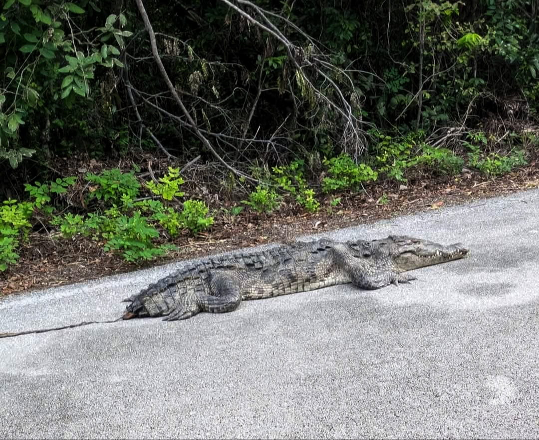 El animal fue trasladado del kilómetro 20 de la carretera sur a un centro veterinario.