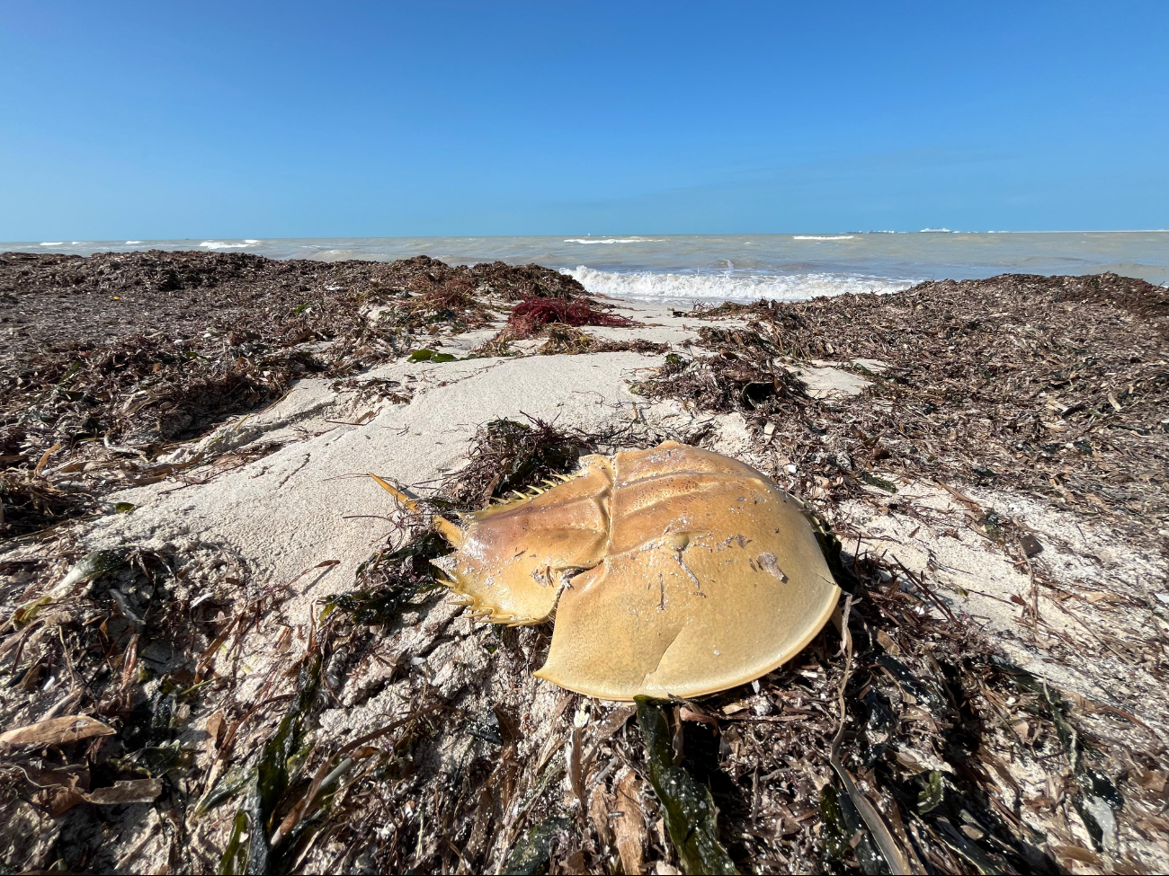 El norte causado por el Frente Frío Número 14, ha provocado el recale de cientos de especies marinas en la costa yucateca