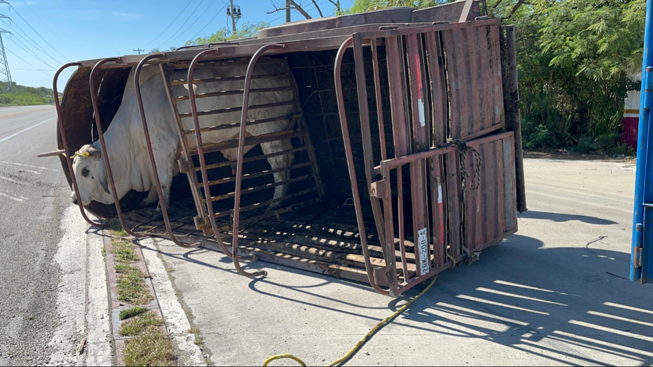 Los semovientes corrieron por la carretera e ingresaron a un predio cercano