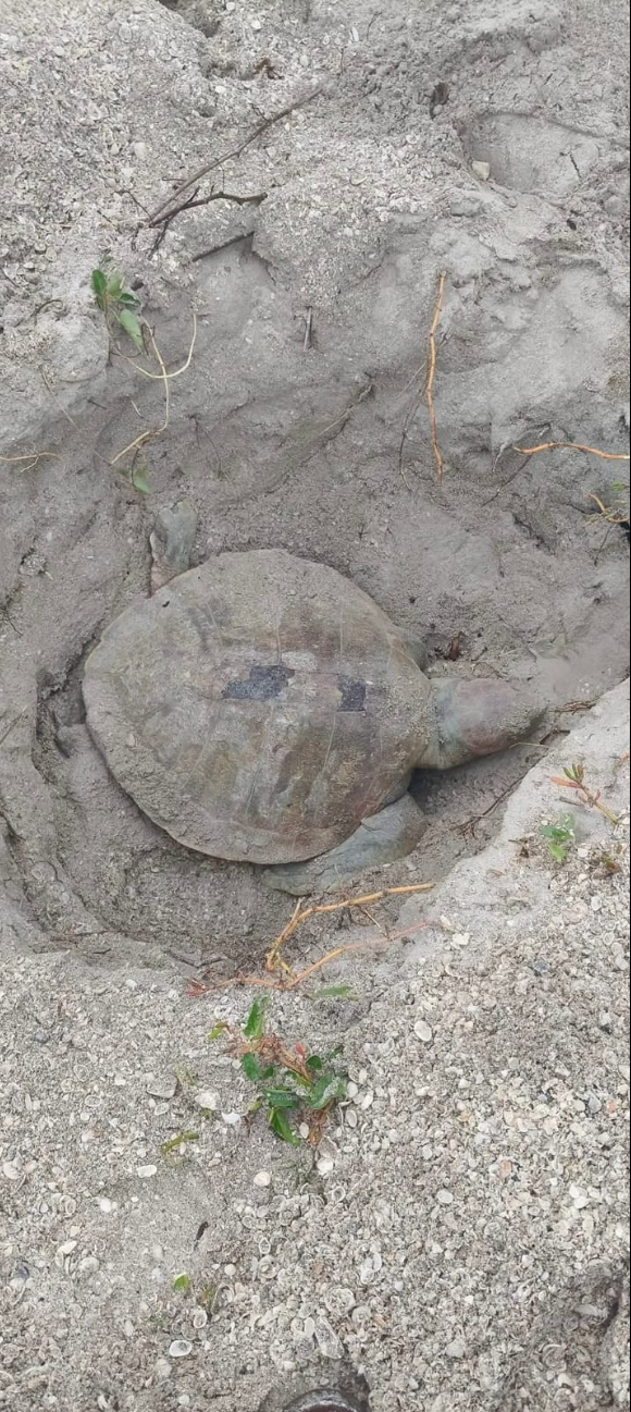 Presumiblemente, la tortuga fue atacada por un tiburón y murió por ahogamiento