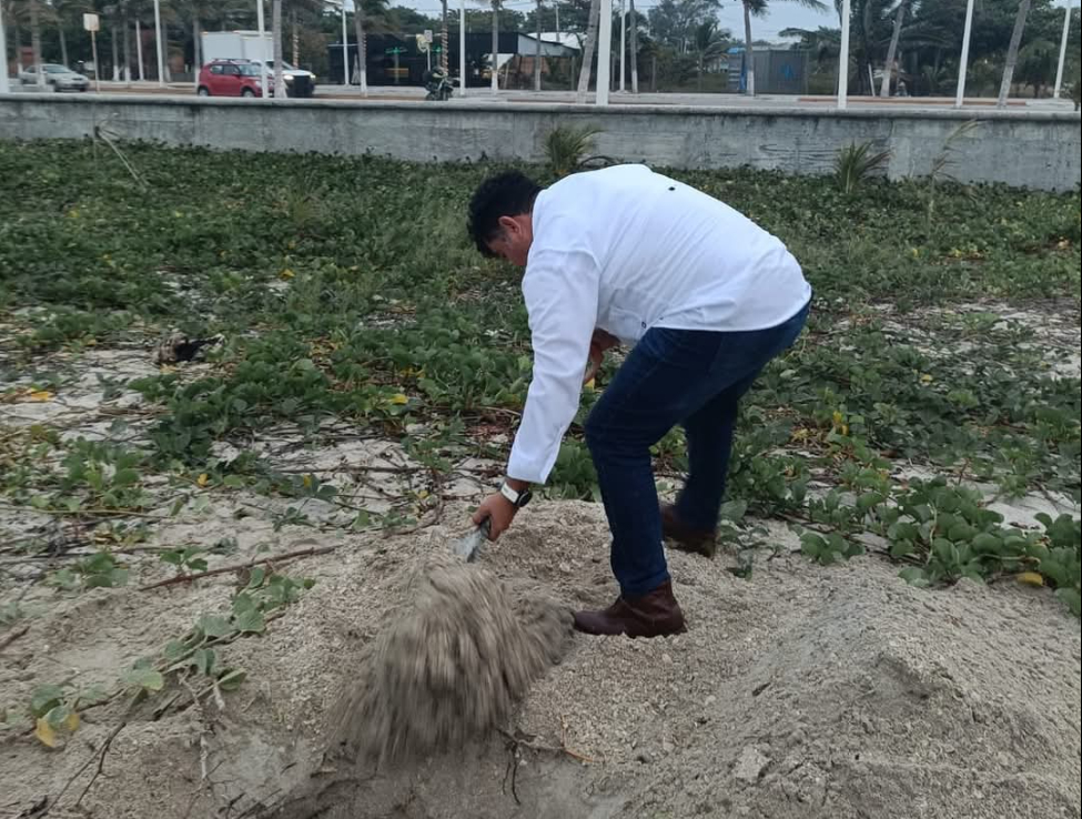 Una tortuga de la especie Lora varó en Playa Norte, mostrando una mordida en la aleta posterior izquierda