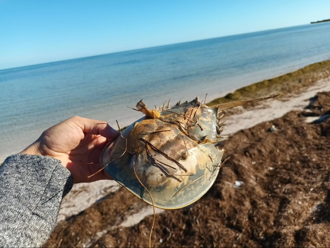 Continúan saliendo cuerpos sin vida de cucarachitas en la zona Oriente del puerto debido a los frentes fríos