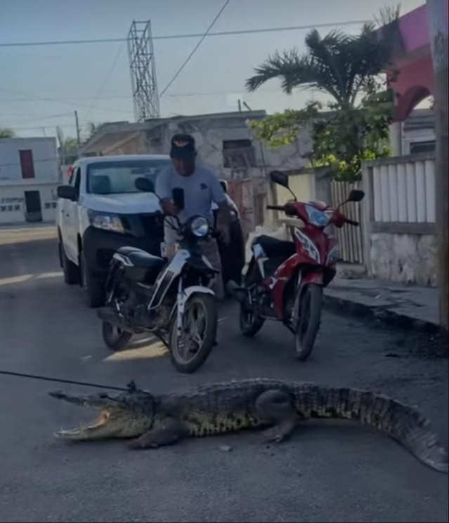 Cocodrilo de más de 2 metros de largo, causa gran susto al entrar a una casa