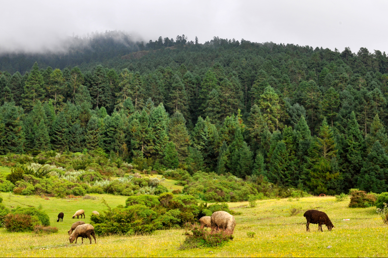 El heno y el musgo se extraen principalmente de los bosques de pino, encino y oyamel, que existen en el centro del país