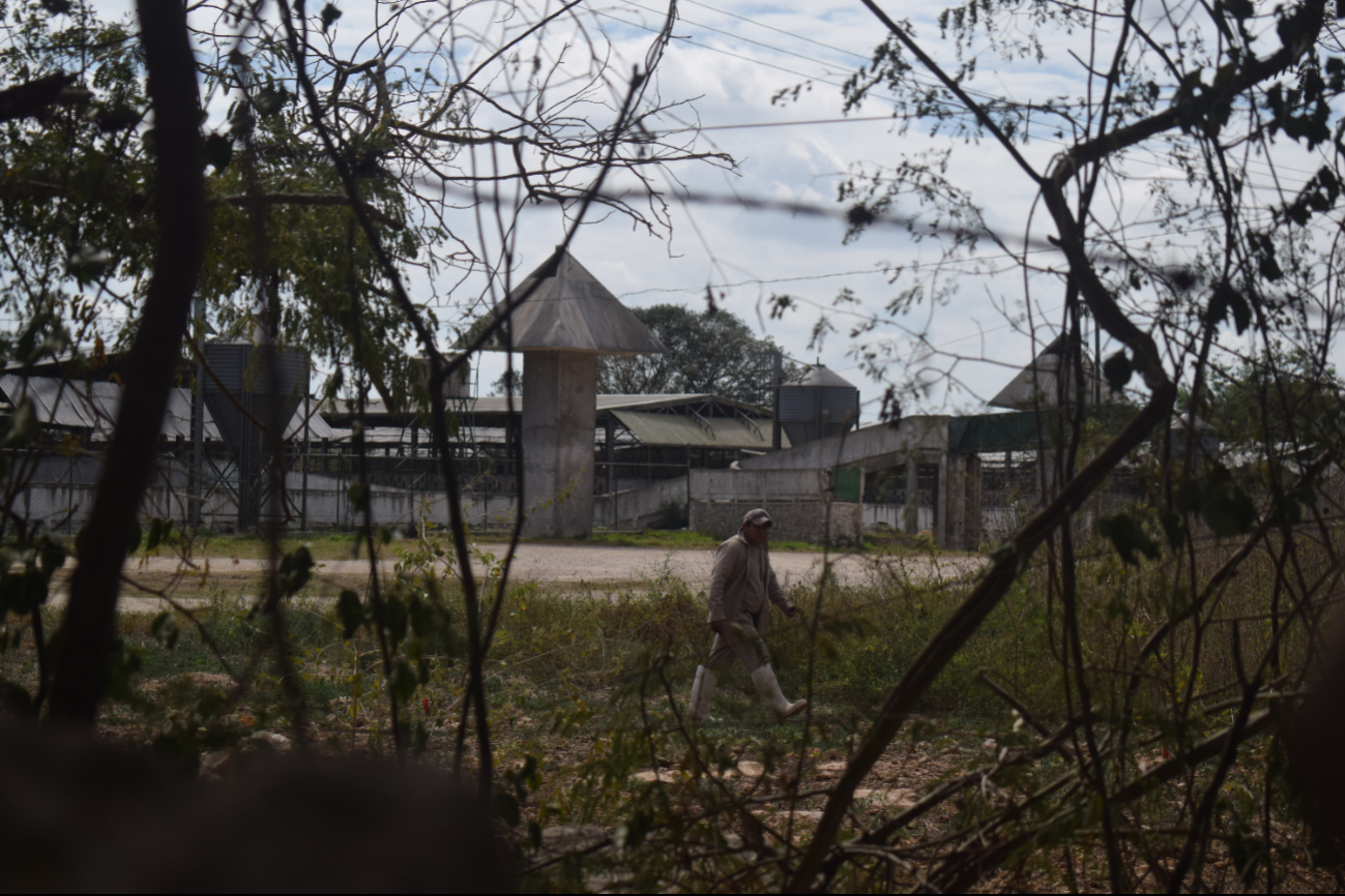   Así ha contaminado la granja porcícola de Kekén a Santa María Chi en Mérida  