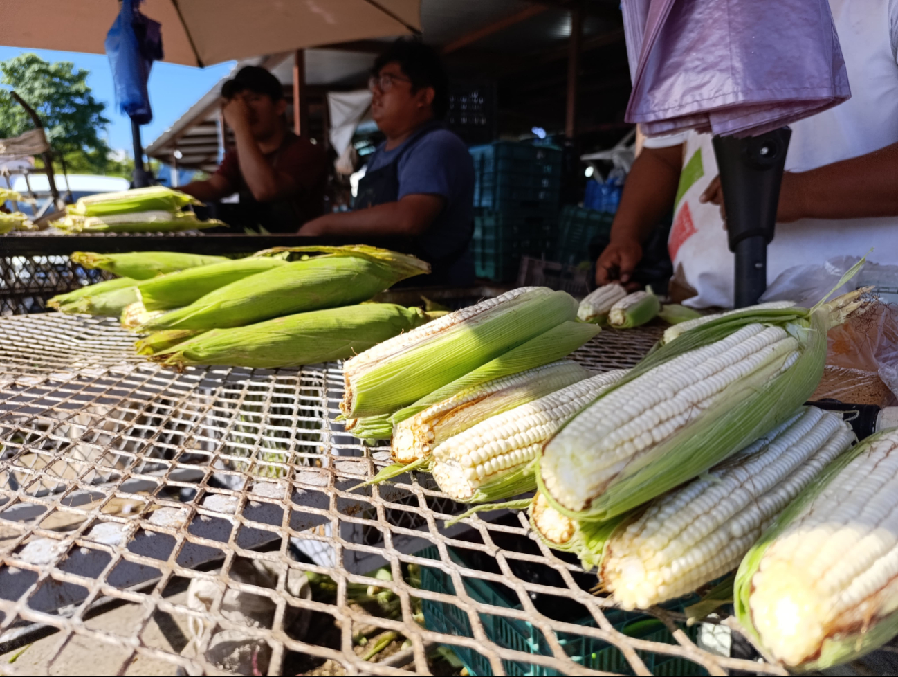 Rematan elotes por sobreproducción