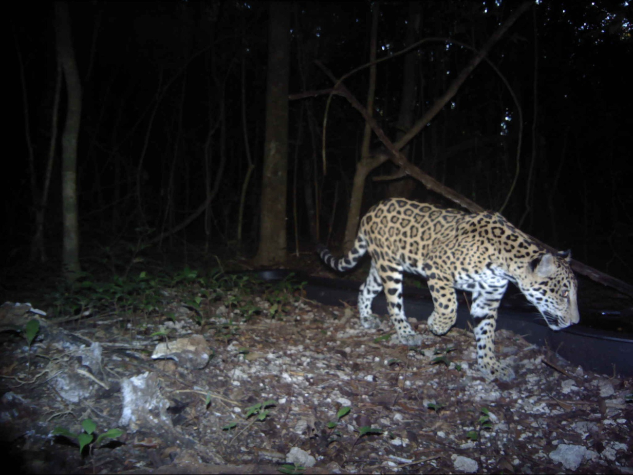  Corredor "Balan Beh", para recuperar hábitats para conservación del jaguar en Campeche   