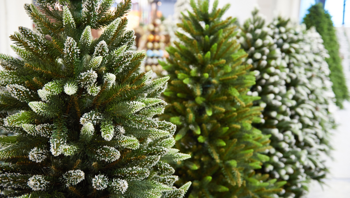 Con la llegada de la temporada navideña, los hogares campechanos buscan árboles de Navidad para sus decoraciones festivas.