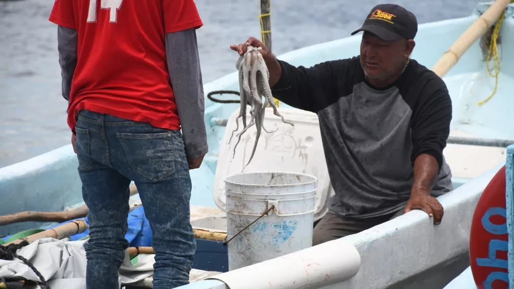 Suspenden captura del pulpo; "ya no es redituable", confiesan pescadores de Campeche    