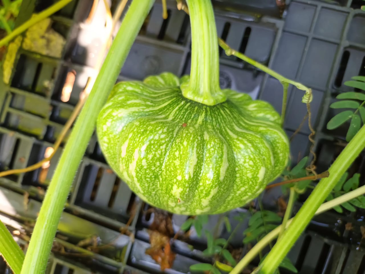 El precio de las verduras ha aumentado en los mercados.