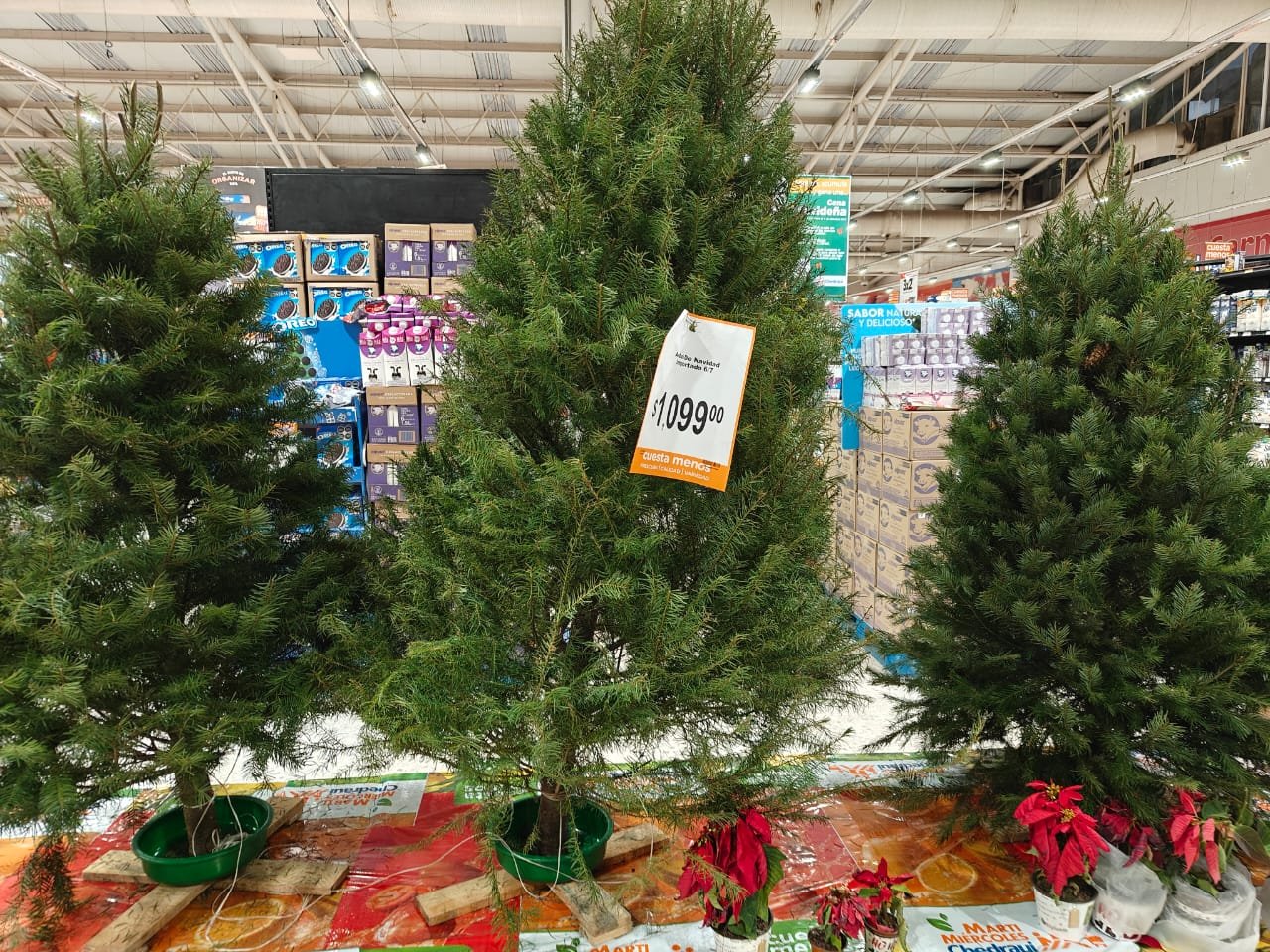 En supermercados como en la avenida de los Gobernadores, un pino de Navidad natural cuesta aproximadamente mil pesos