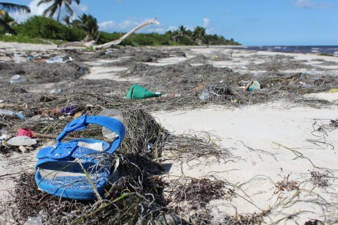 La limpieza de estas áreas deber ser clave para la protección del ecosistema.