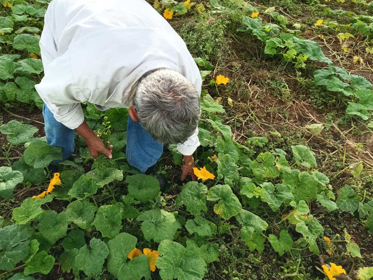 Frentes fríos congelan  las cosechas en campos de Yucatán