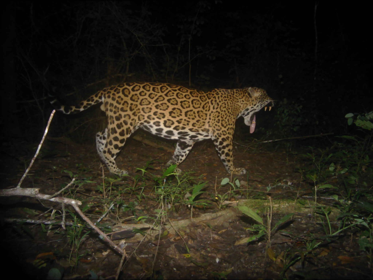 Recuperan hábitats para conservación del jaguar