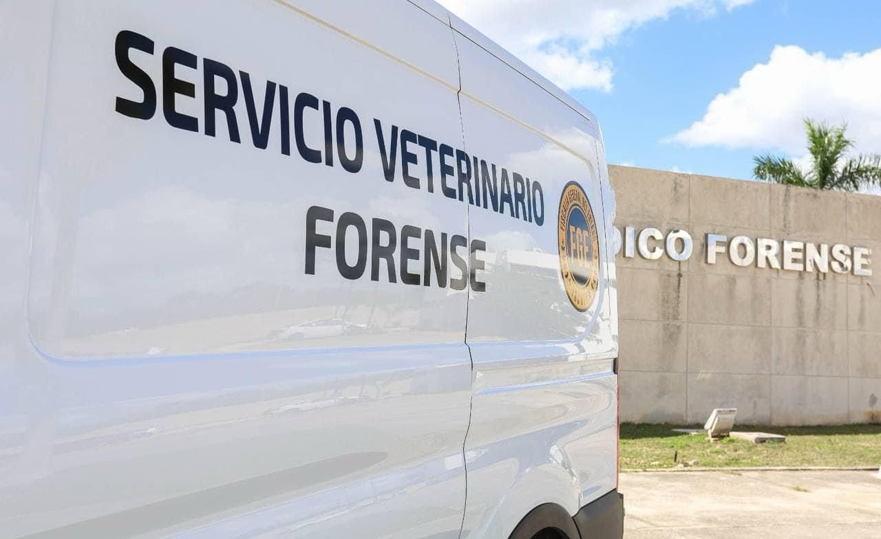 Continúa el envenenamiento masivo de perros en Yucatán; hallan a 15 sin vida en Chicxulub