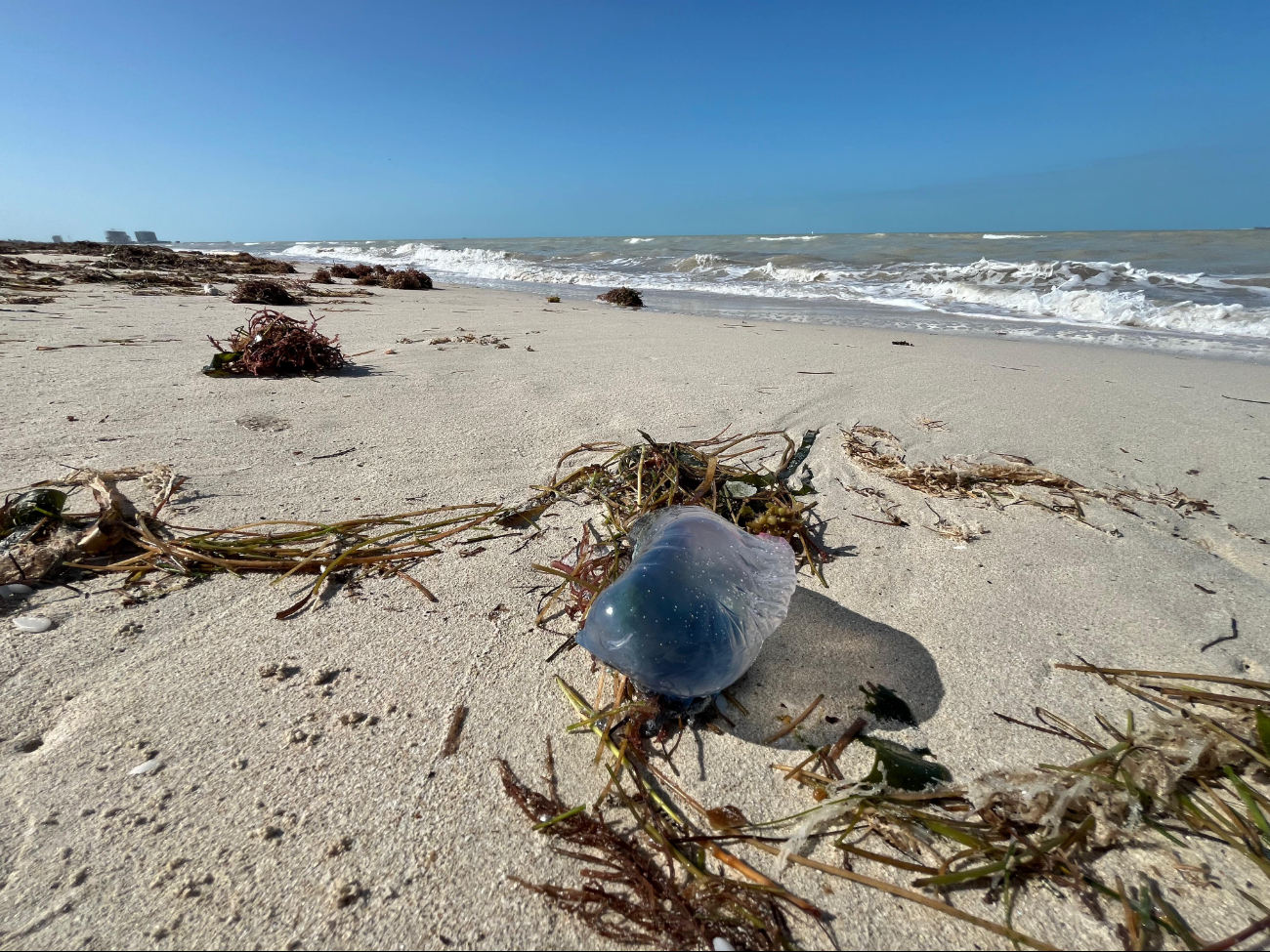 Debido a los vientos del Norte, varias medusas carabela han sido arrastradas a las costas de Yucatán