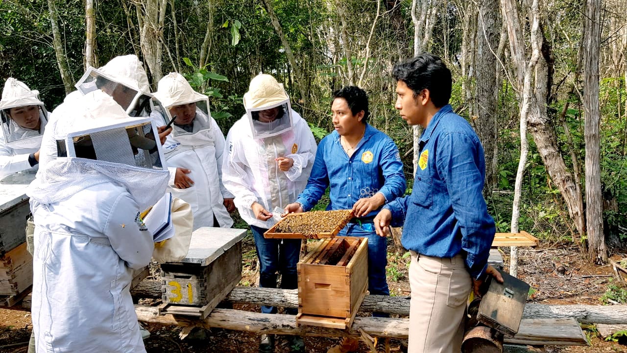 Mal tiempo y la escasa floración frenan la producción de miel en Quintana Roo 