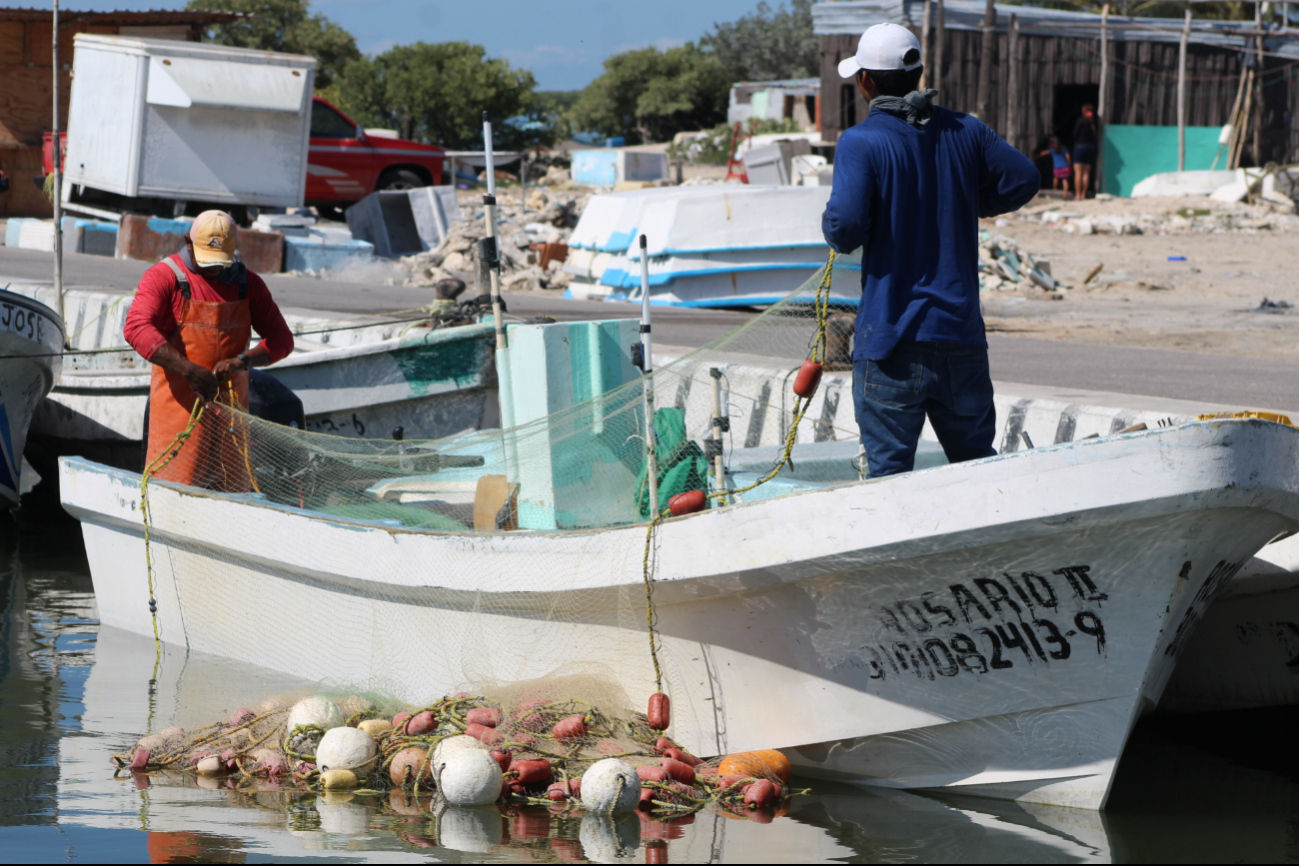 Pescadores de Progreso quieren capturar pepino y caracol para mejorar su economía