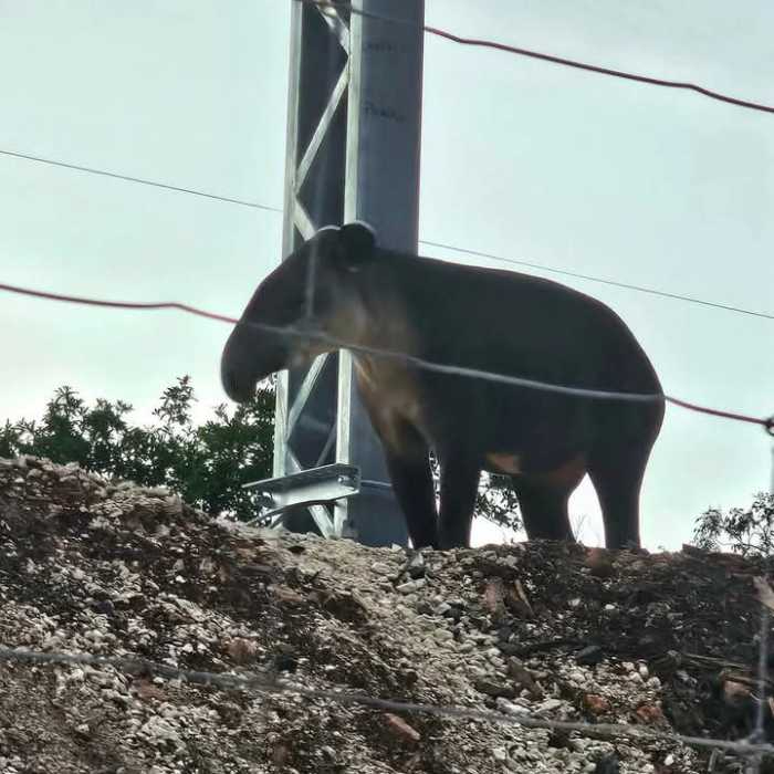 Avistamiento de tapir cerca del tramo 6 del Tren Maya