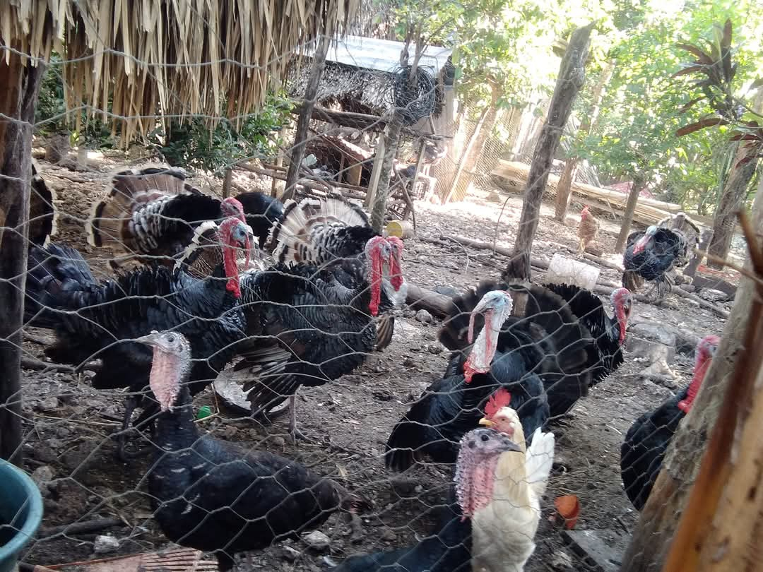 Campesinos, sin grandes beneficios por venta de pavo