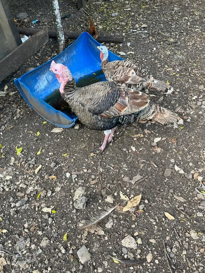 Campesinos sin grandes beneficios por venta de pavo