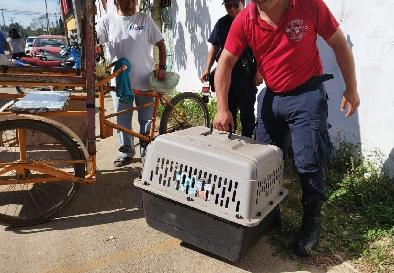 Bomberos rescatan a perrita en pleno labor de parto en José María Morelos