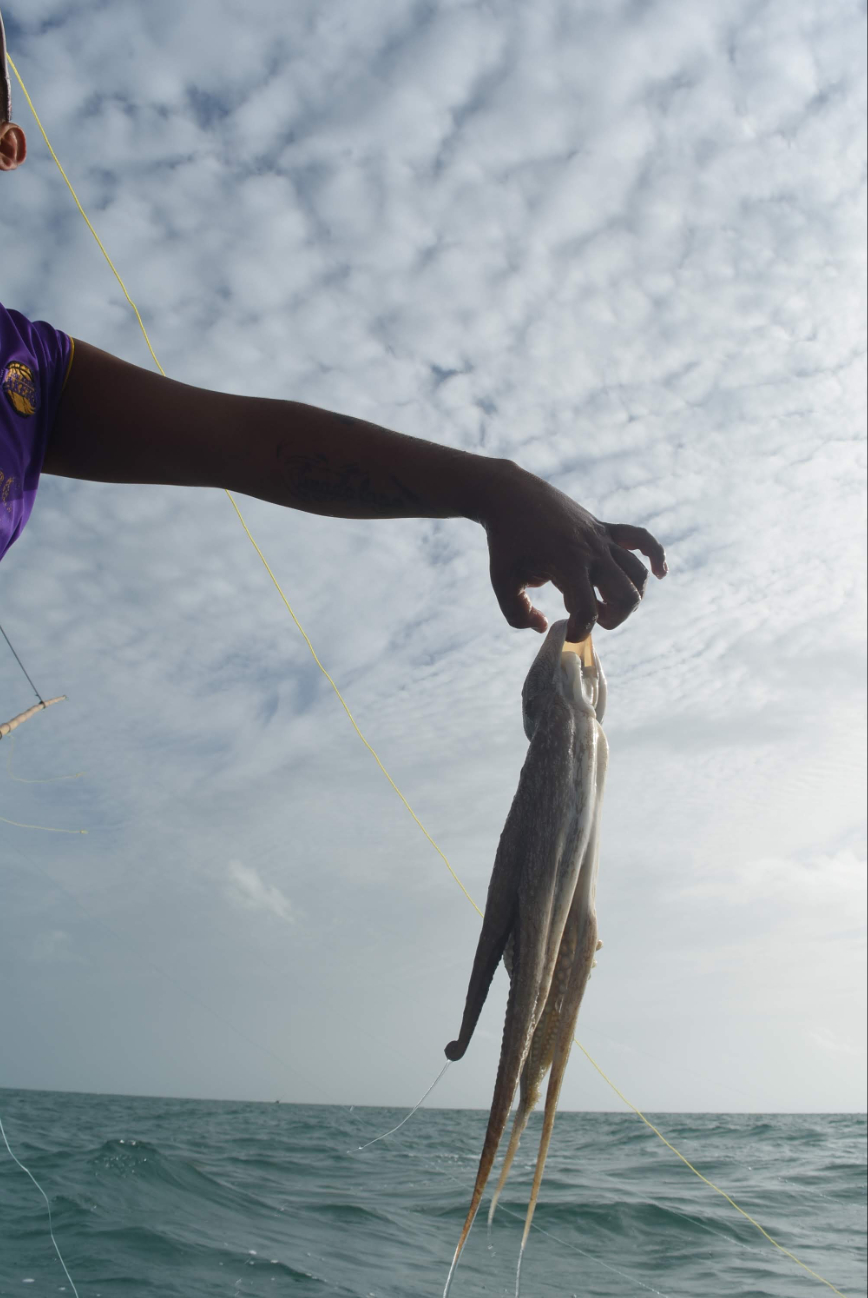 Este fue el segundo año consecutivo con bajas en la pesca de pulpo