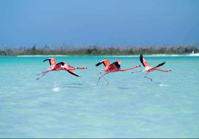 Las playas de Yucatán son una excelente opción para recibir el 2025, sin embargo, algunos destinos concentran altos precios