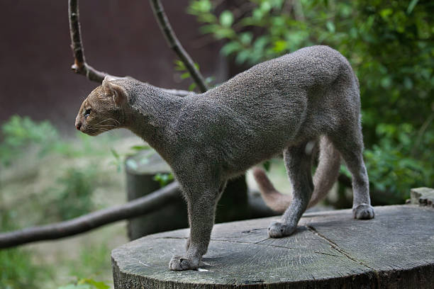 El jaguarundi es un felino poco conocido similar a un puma