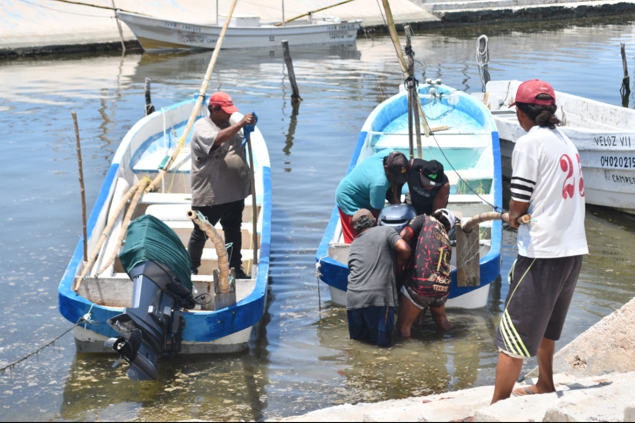 Hombres de mar califican de pésimo este año por la depredación del molusco y el abandono de la autoridad