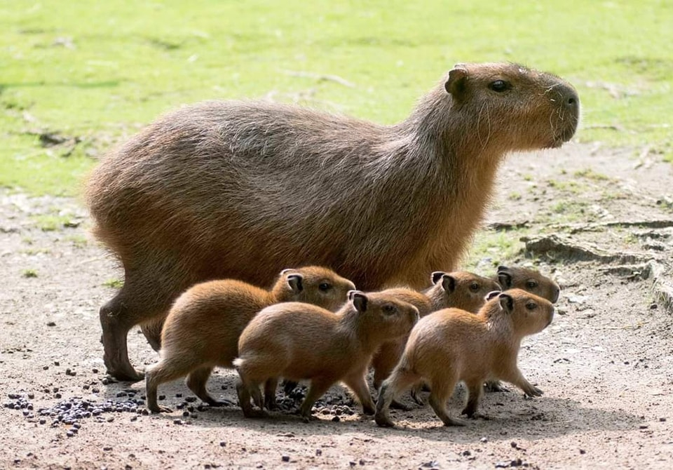 Los capibara se han viralizado debido a la polémica por quién es el dueño de una marca