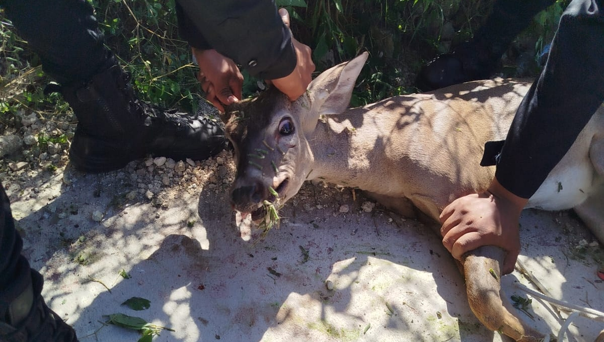 El venado habría sido trasladado por policías