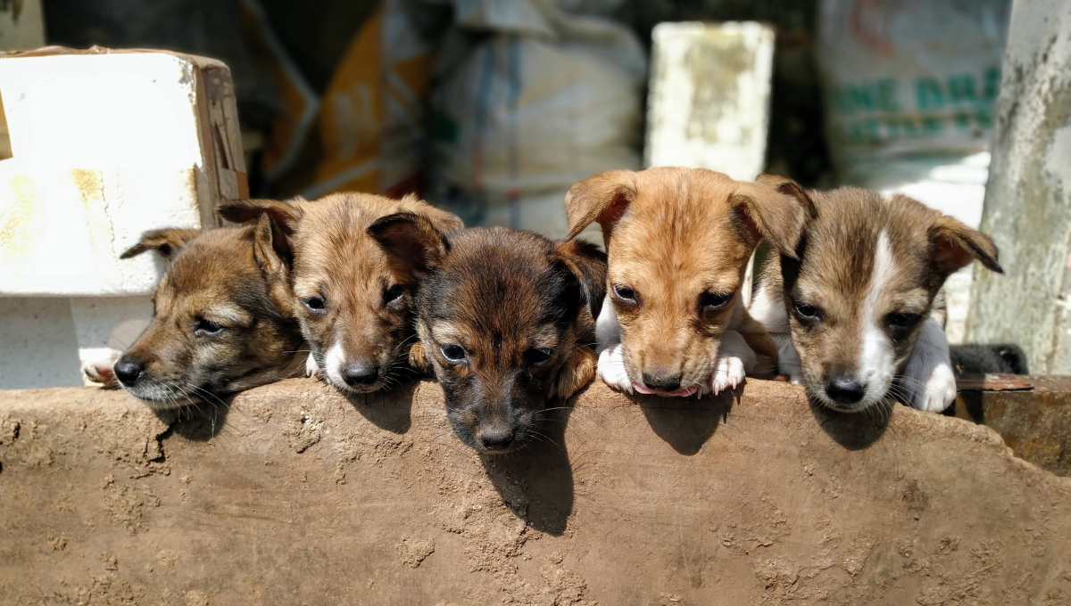 ¿Por qué está prohibida la venta de animales en Campeche?; multas y consecuencias legales