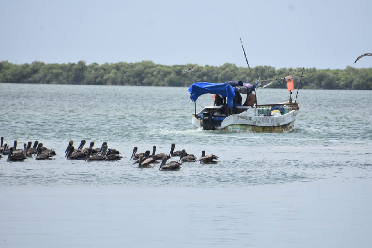 Próximos nortes beneficiarían a los pescadores al concluir la temporada de captura del molusco