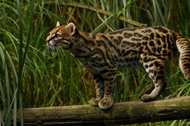 Autoridades acudieron al sitio donde se reportó un felino sin vida, pero no encontraron el cuerpo