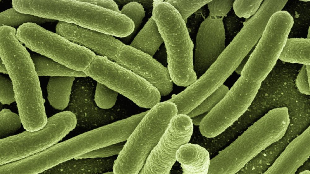 La SSA también toma medidas por un brote de la bacteria Klebsiella Oxytoca