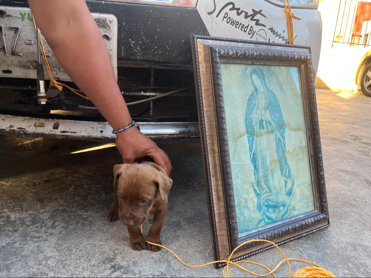 Perrito guadalupano, un nuevo peregrino