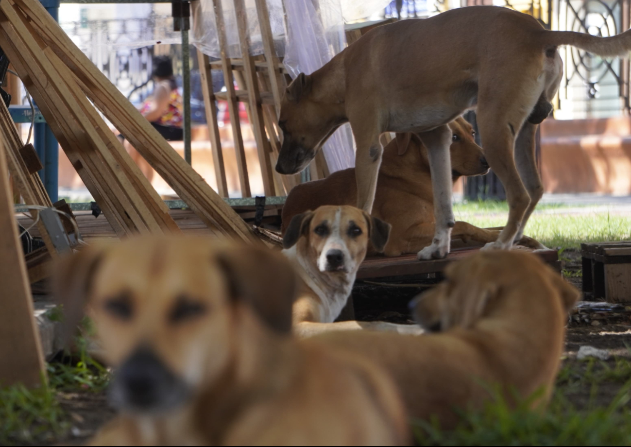 El veterinario Mauro Enseñat Rodríguez pidió a los dueños de perros y gatos estar alerta y cuidar a sus animales