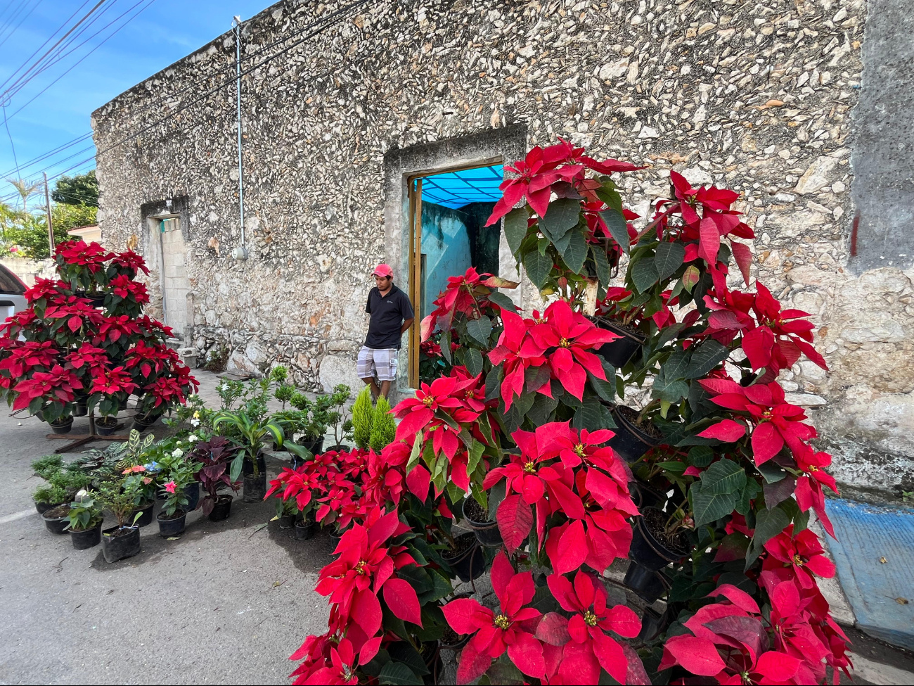  Creció 100% la demanda de flores de Nochebuena en Hopelchén   