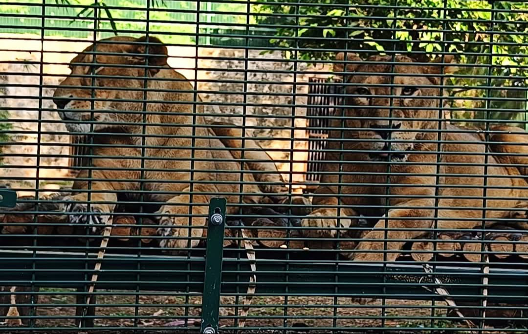 Operan a Nala, leona del zoológico La Reina de Tizimín