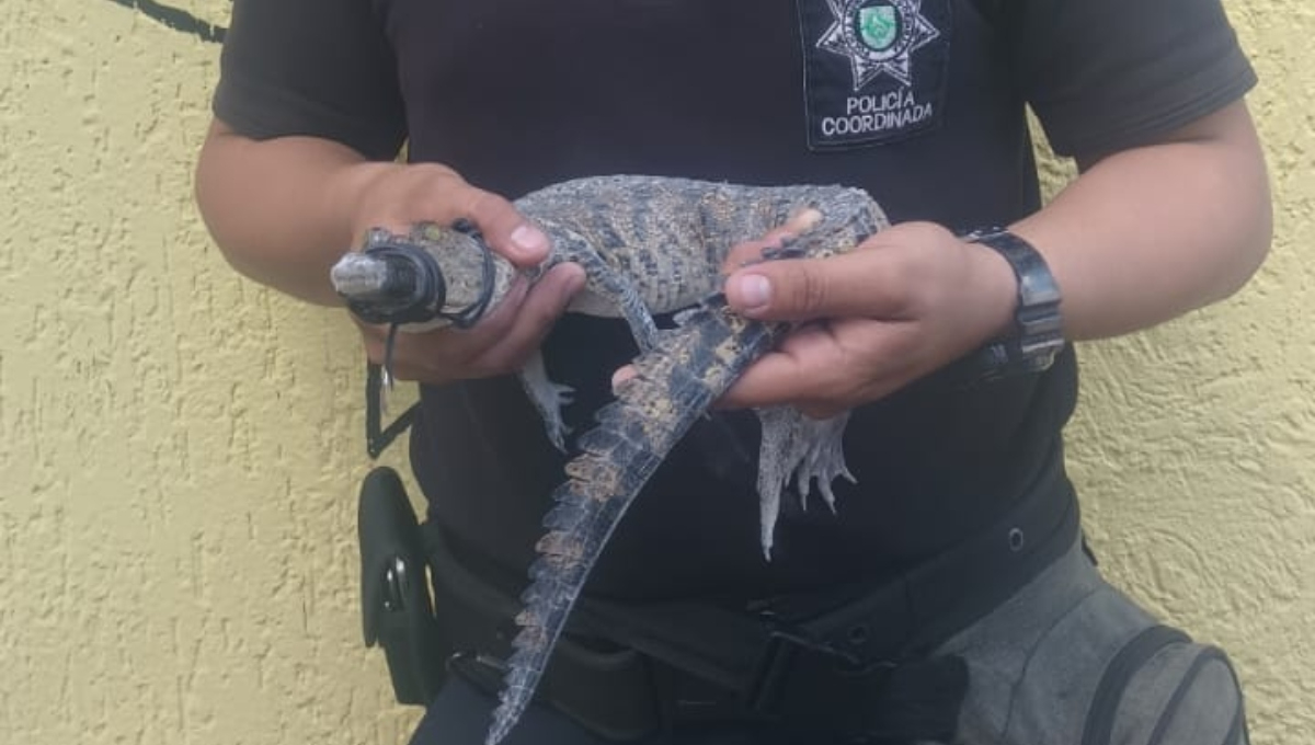 Atrapan un lagarto de medio metro en una casa en Cacalchén