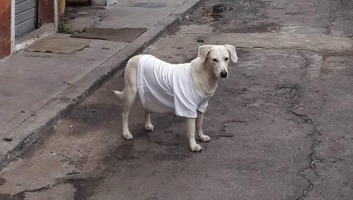 Hay formas de proteger a los perros de la heladez en Yucatán