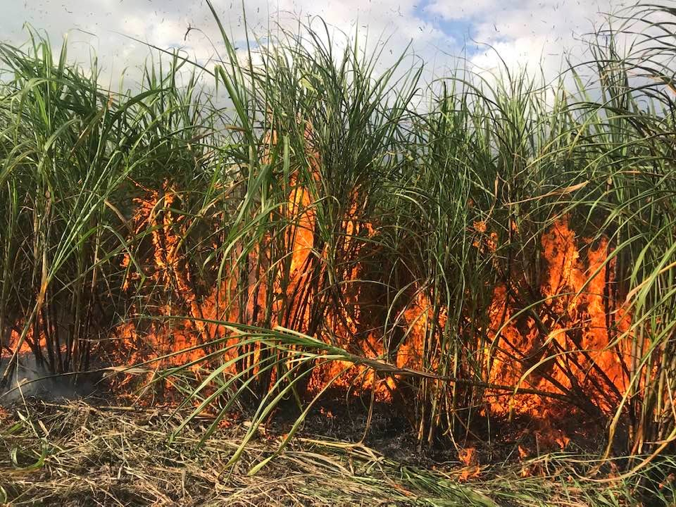 La quema de caña se exhorta para que sea realizada de manera consciente.