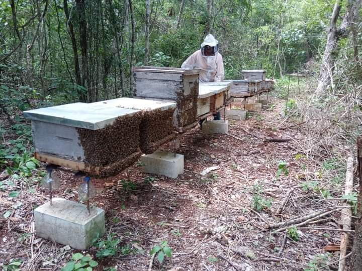 Los criadores de abejas tienen que desembolsar fuertes sumas de dinero para mantener las colmenas